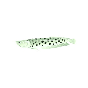 Polka Dot Arowana